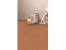 Fertigparkett Kork Sombra HDF Klick Cortina lackiert HotCoating
